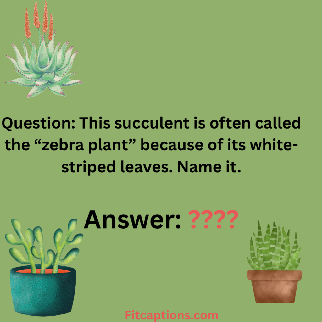 "Succulent Trivia Question and Answer"