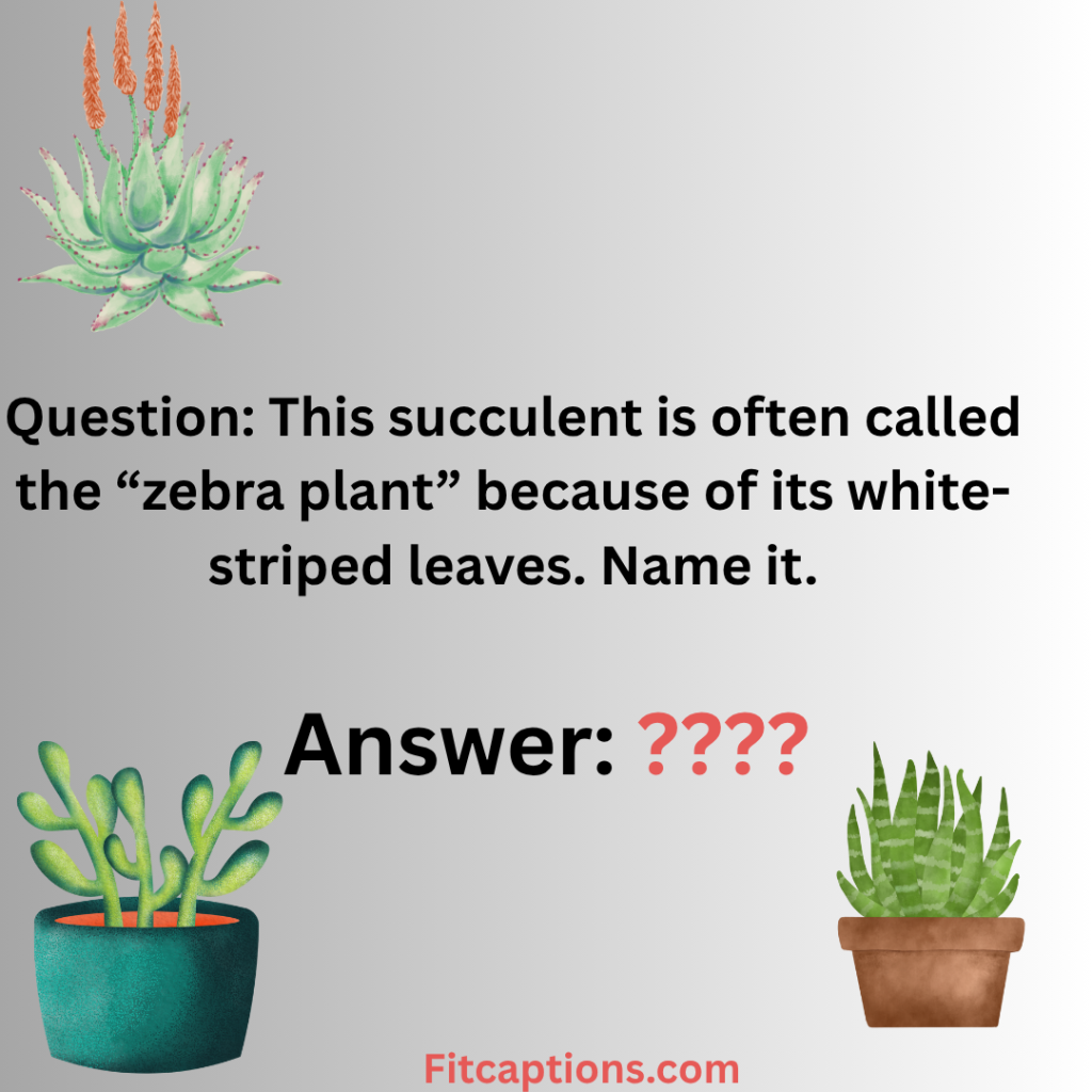 "Succulent Trivia Question and Answer"