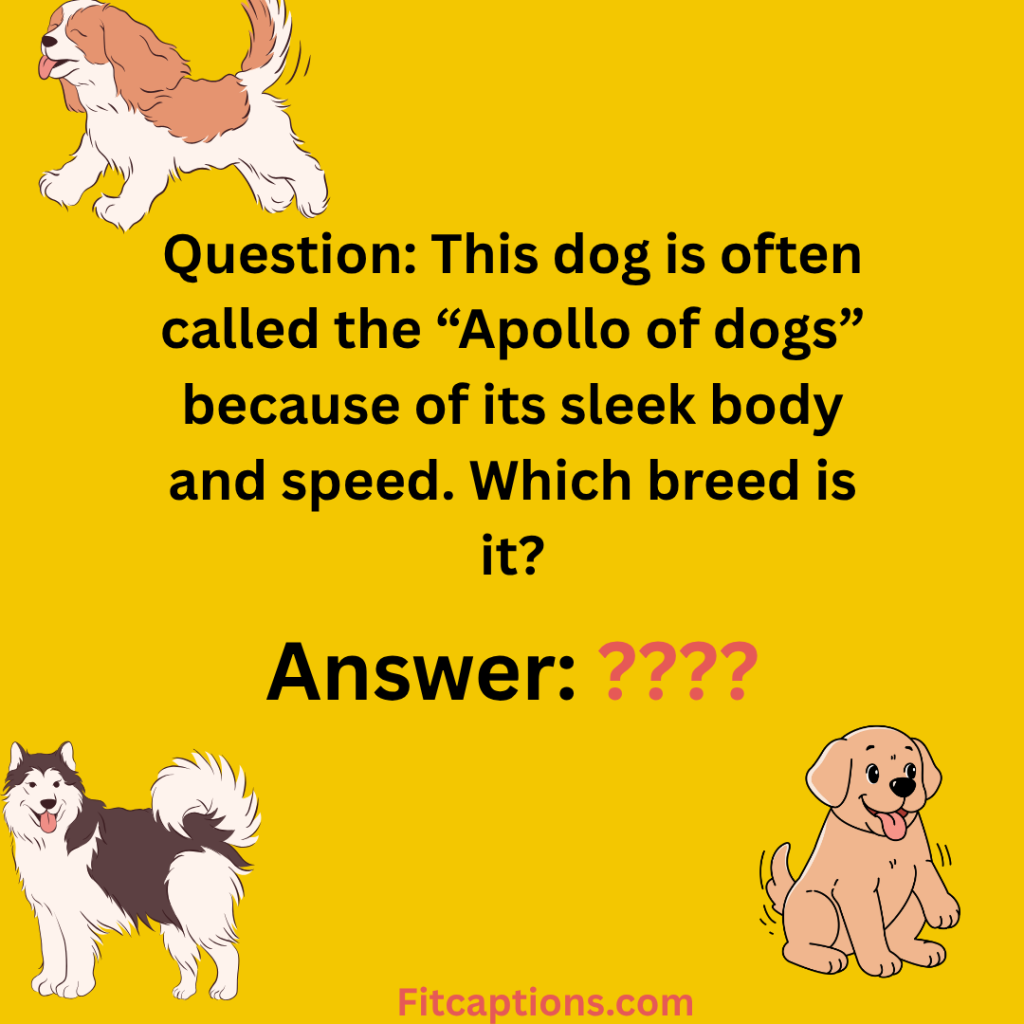 "Dog Breed Trivia Questions and Answers "