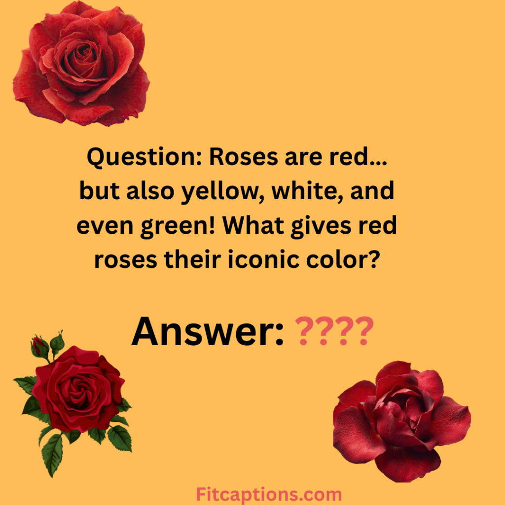 "Rose Trivia Questions and Answers"