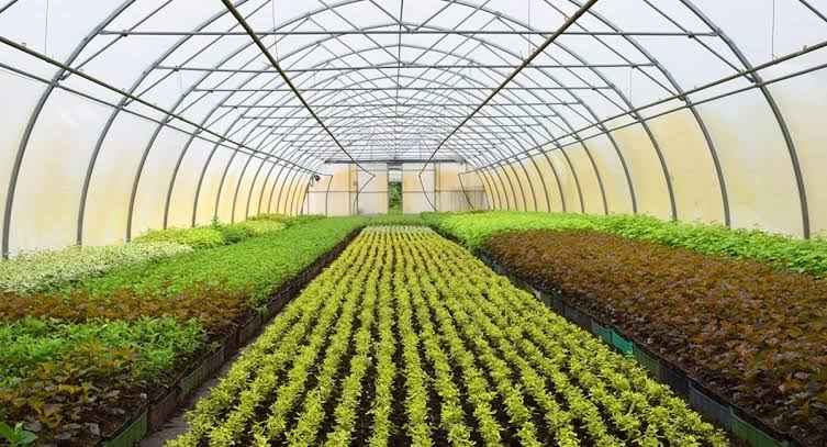 greenhouse trivia questions and answers