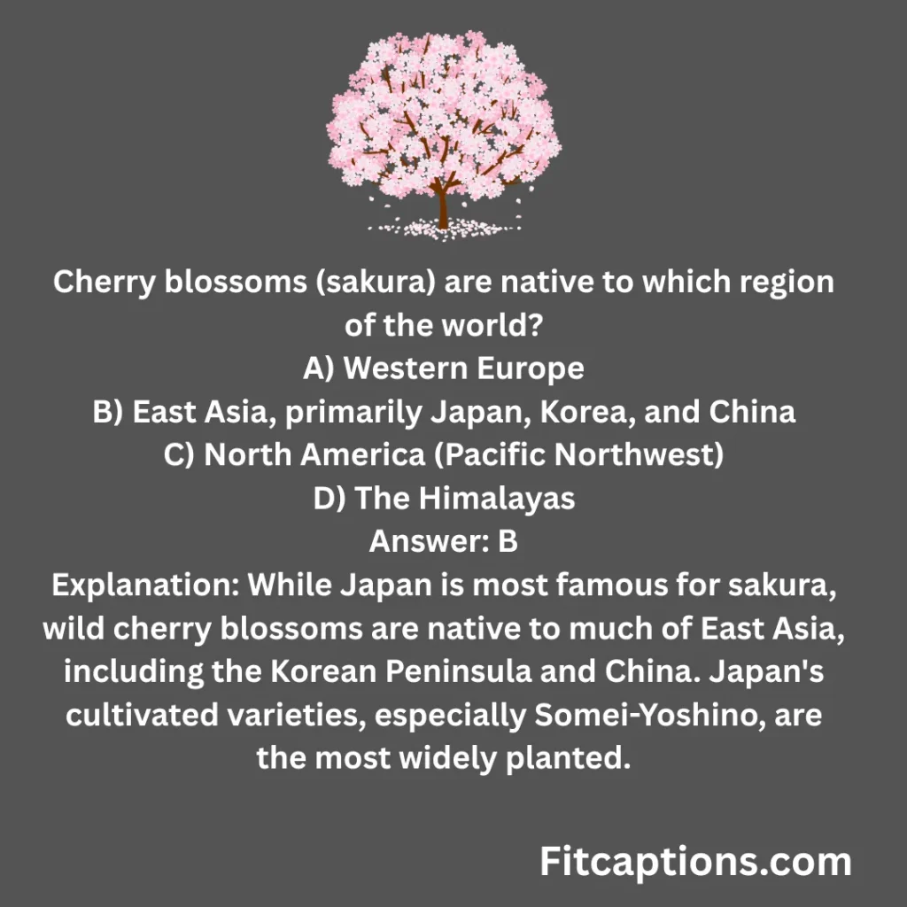 123+ Fun Cherry Blossom Trivia Questions and Answers for Nature Lovers (2026) "Fun Cherry Blossom Trivia Questions and Answers"