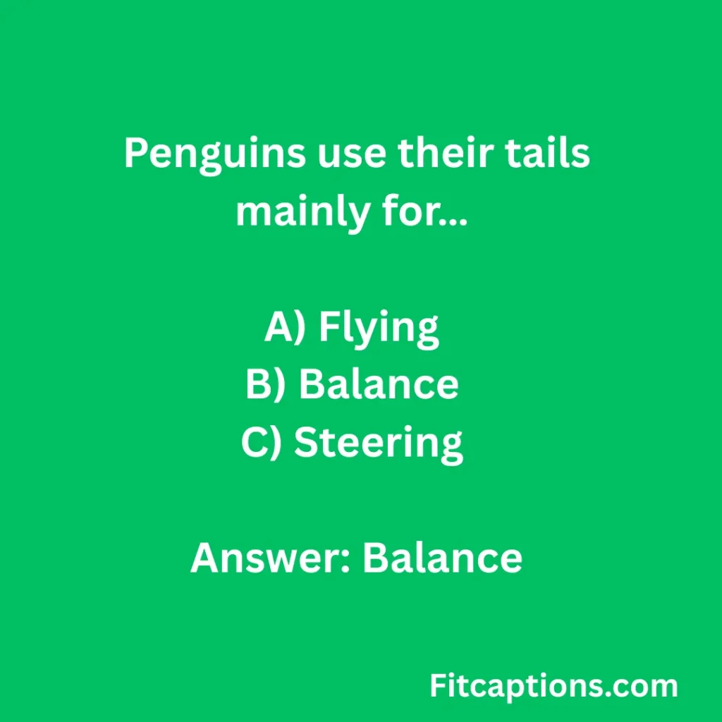 "Penguin Quiz Questions And Answers"