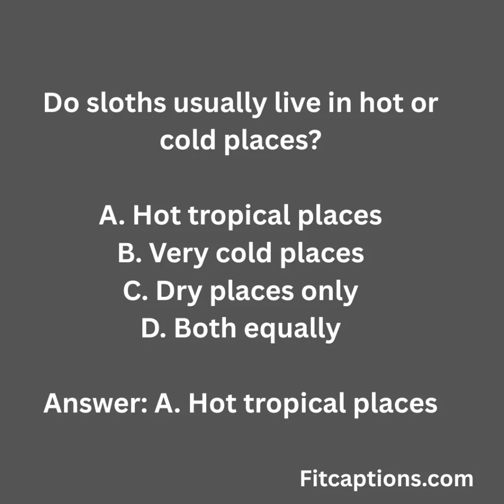 ""Sloth Quiz Questions and Answers""