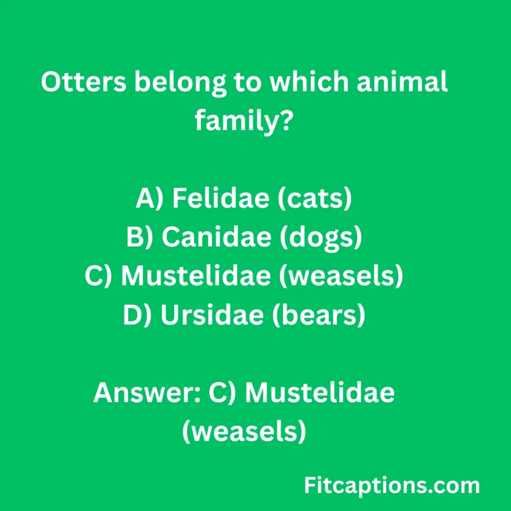 "Otter Quiz Questions And Answers"