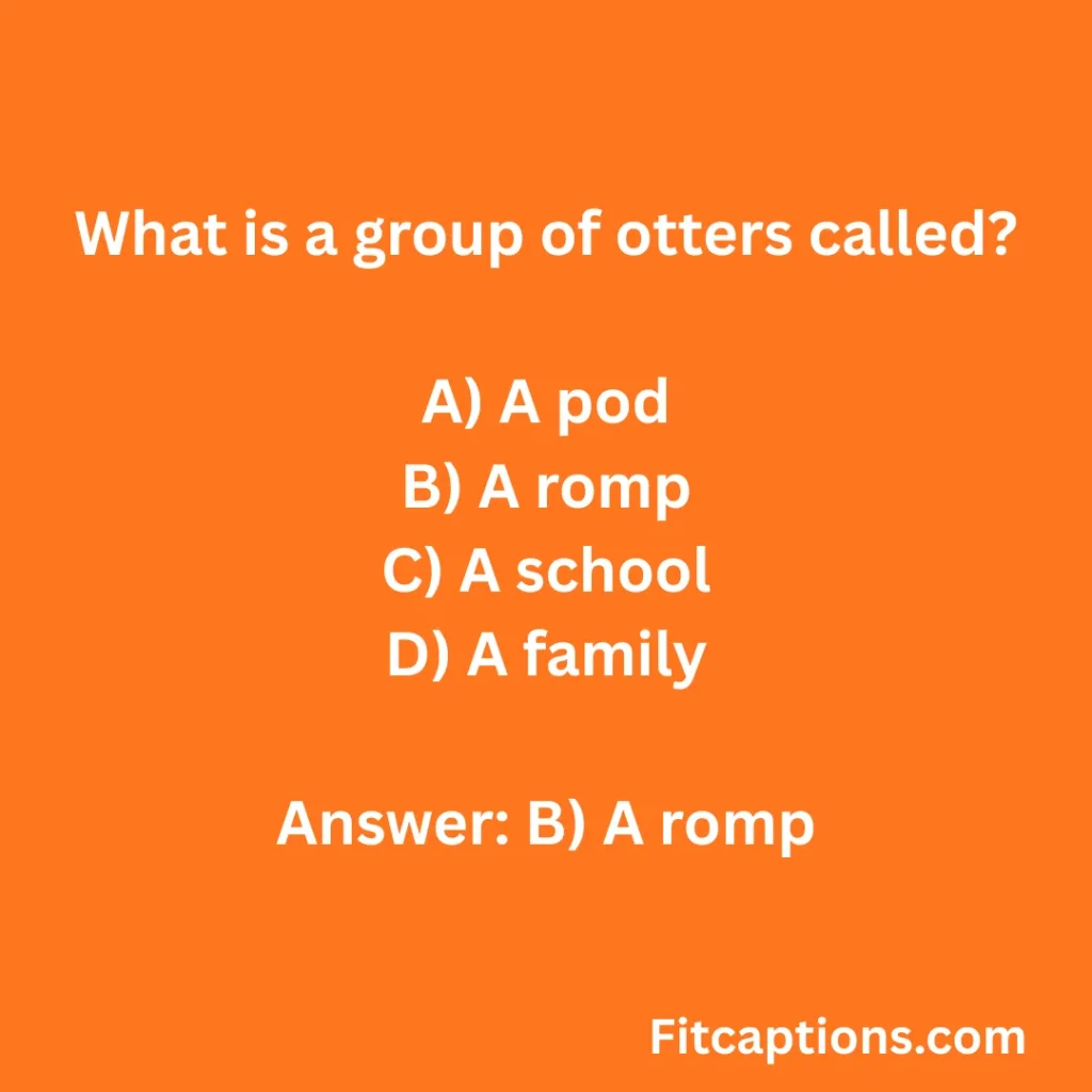 "Otter Quiz Questions And Answers"