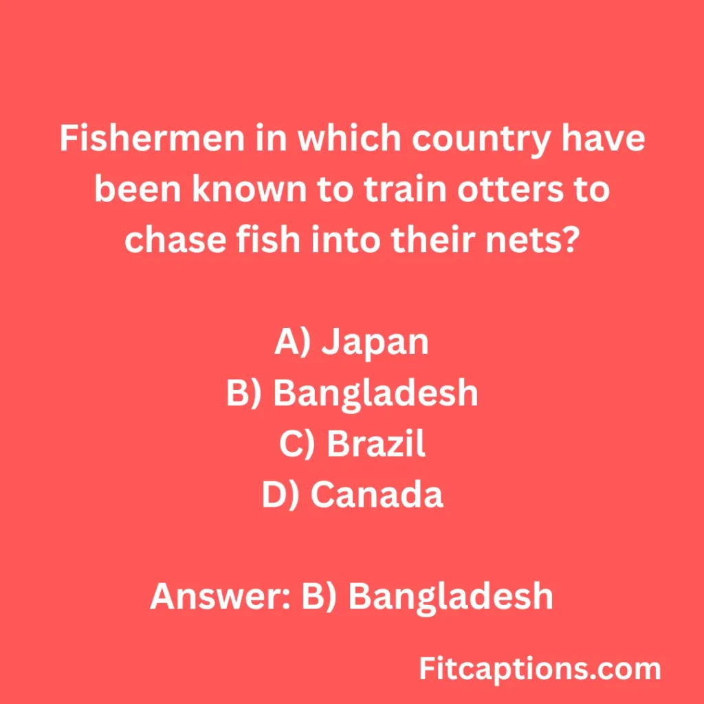 "Otter Quiz Questions And Answers"