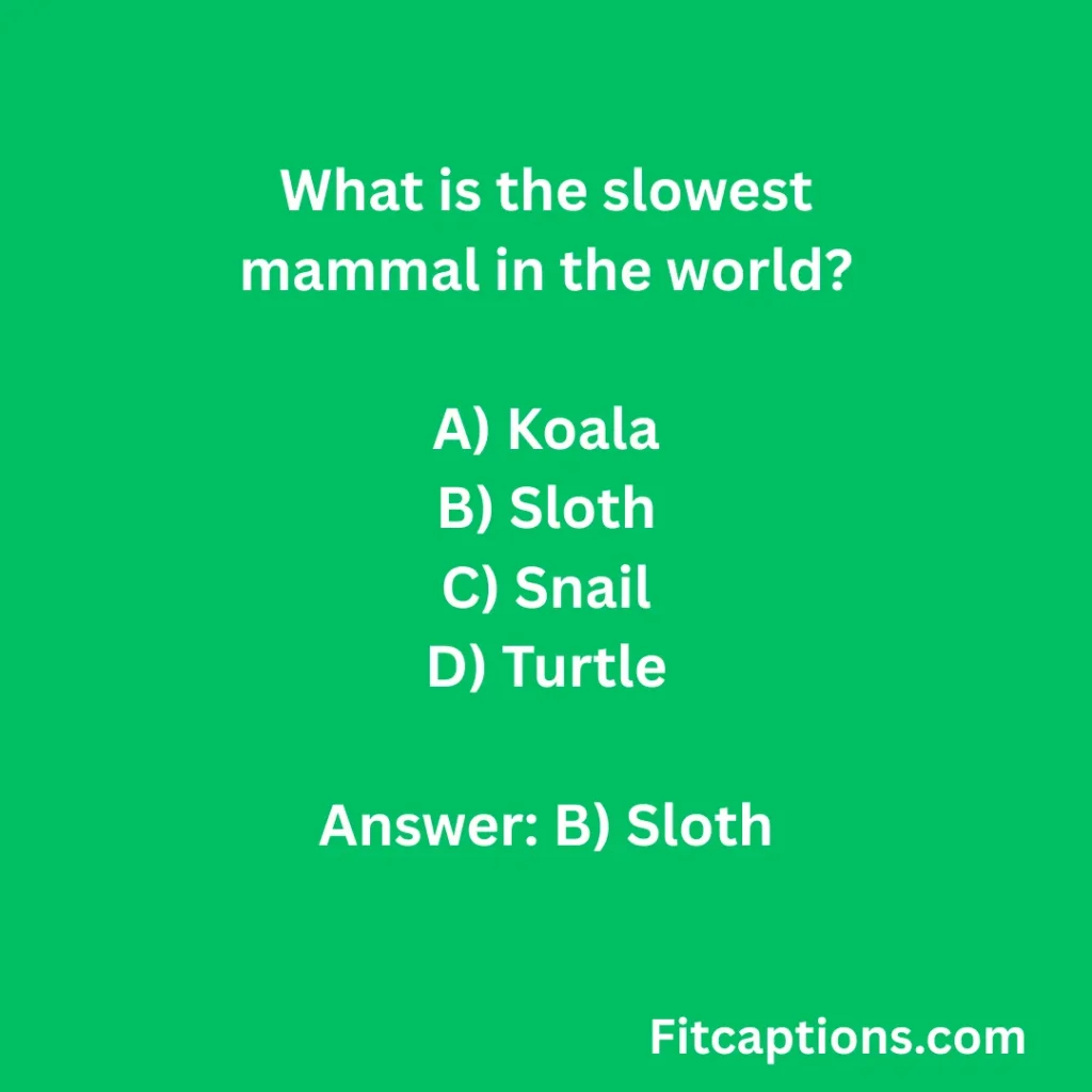 "Sloth Quiz Questions and Answers"