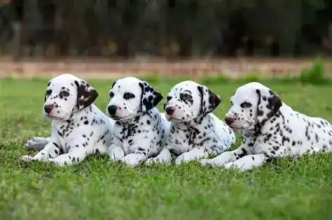 dog breed trivia questions and answers