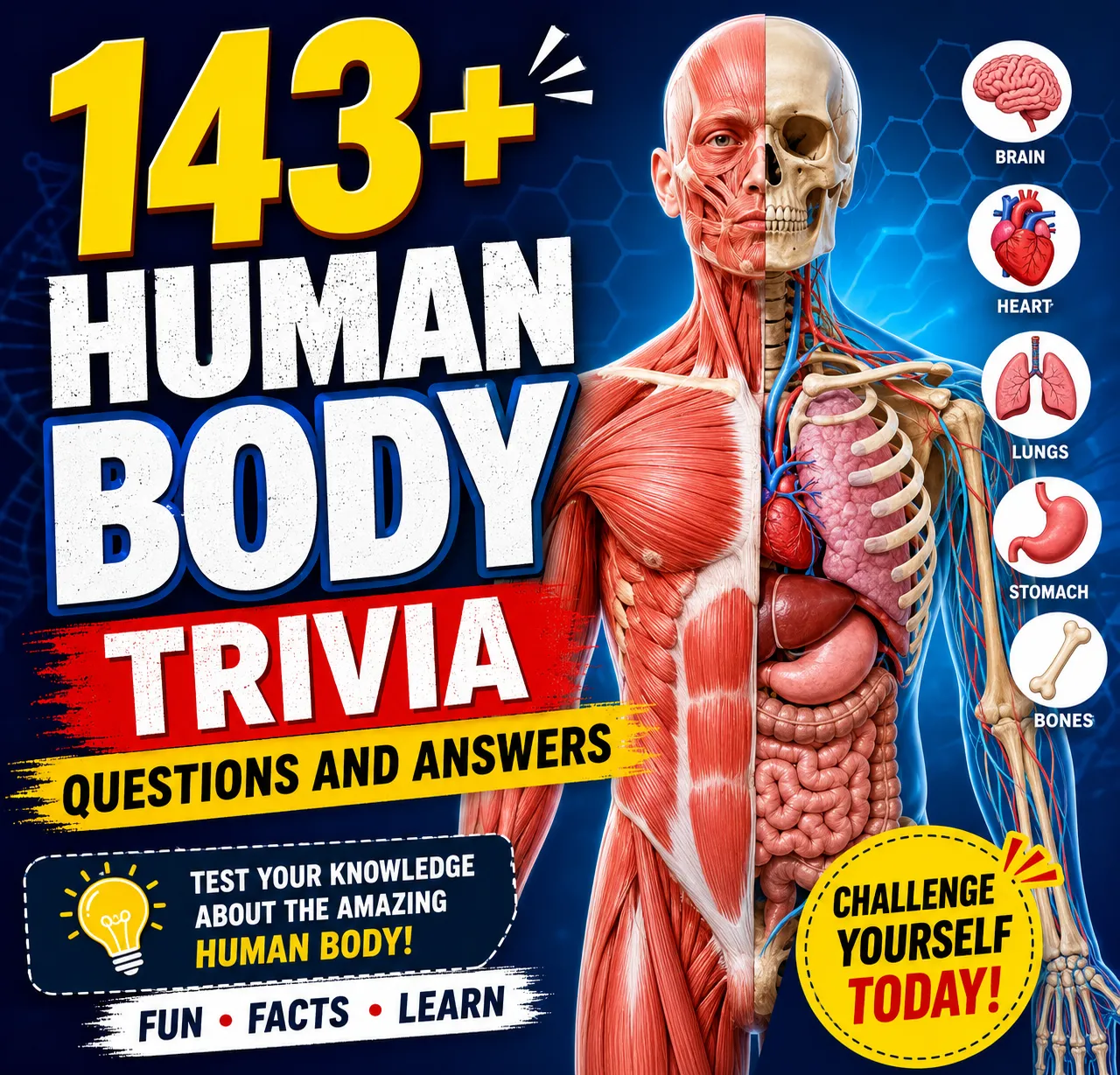 human body trivia questions and answers
